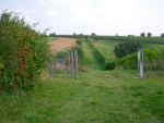 Weinberglandschaft