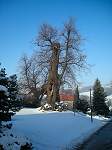 Die Winterlinde in Kautzsch