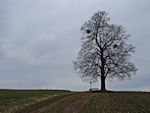 Die Cunnersdorfer Linde